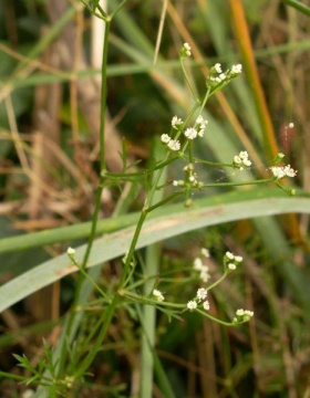 Wilde peterselie (Petroselinum segetum)