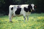 Miniatuur voor Bestand:800px-Cow female black white.jpg