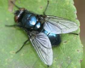Een vlieg (Protophormia terraenovae)