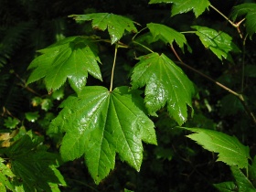 Bladeren van de een 'esdoorn' (Acer circinatum)