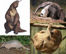 Verschillende zoogdieren van de orde Xenarthra