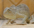 Miniatuur voor Bestand:Chameleon-jpatokal flipped L-R.jpg