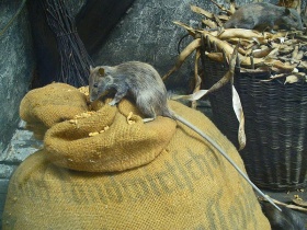 Een zwarte rat (Rattus rattus), op zoek naar voedsel.