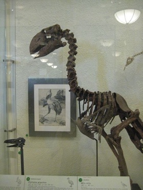 Gastornis gigantea (fossiel skelet) National Museum of Natural History, Washington, DC