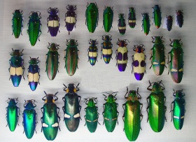 Een verscheidenheid aan prachtkevers (Buprestidae)