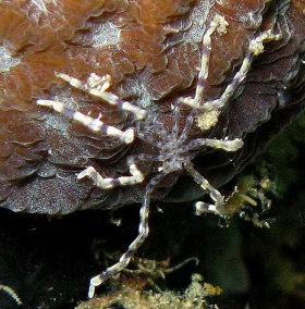 Een zeespin (Pycnogonid).