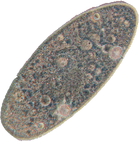 Pantoffeldiertje (Paramecium aurelia)