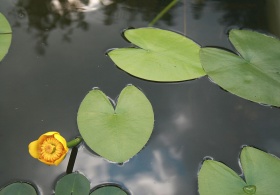 De waterplant 'gele plomp' (Nuphar lutea), waarvan de vorm ook terug komt in de Friese vlag (pompeblêd).