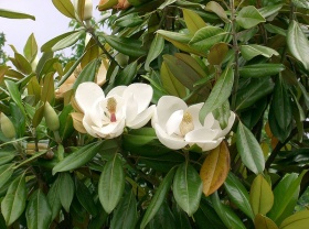 Magnolia grandiflora (grootbloemige tulpenboom / magnolia)
