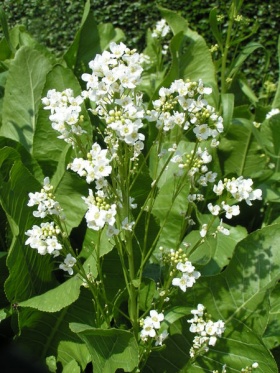 Mierik (Armoracia rusticana)