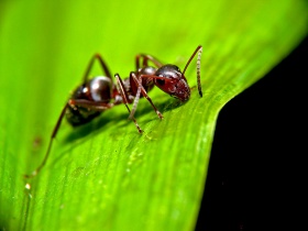 Een mier