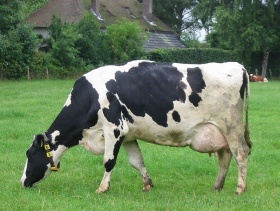 Een koe in een weiland.