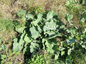 Boerenkool (Brassica oleracea)