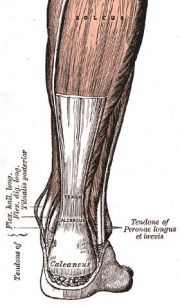 Miniatuur voor Bestand:Achilles-tendon.jpg