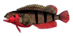 Een slijmvis (Labrisomus nuchipinnis).