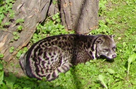 Een Maleise / Oostindische civetkat `(Viverra tangalunga).