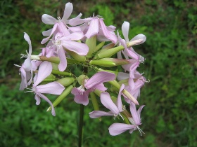 Bloemen van zeepkruid (Saponaria officinalis).