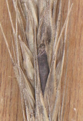 Rogge met moederkoren (Claviceps purpurea).