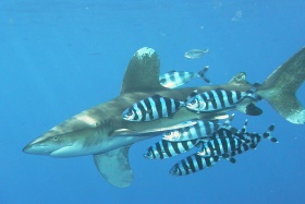Loodsmannetjes (Naucrates ductor), rondom een oceanische witpunthaai (Carcharhinus longimanus).