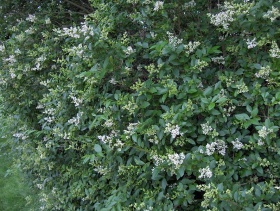 Een ligusterstruik (Ligustrum ovalifolium) met veel witte bloempjes.