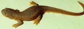 Een salamander (Taricha granulosa)