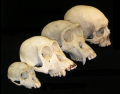 Miniatuur voor Bestand:766px-Primate skull series no legend.png