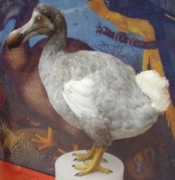 Een reconstructie van de uitgestorven dodo.