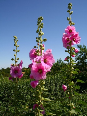 Roze stokrozen (Alcea rosea).