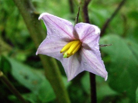 Een bloem van een aubergine (Solanum melongena).