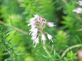 Heide (Bruckenthalia spiculifolia)