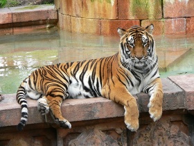 Een Bengaalse tijger (Panthera tigris tigris).