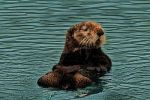 Miniatuur voor Bestand:800px-Sea Otter.jpg