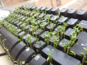 Tuinkers (Lepidium sativum), groeiend uit een toetsenbord.