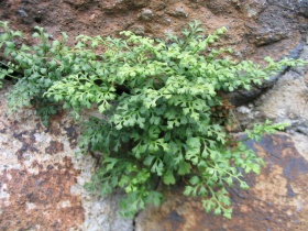 Een muurvaren (Asplenium ruta-muraria).