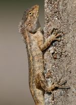 Miniatuur voor Bestand:Indian Garden Lizard (Calotes versicolor) in AP W IMG 3186.jpg