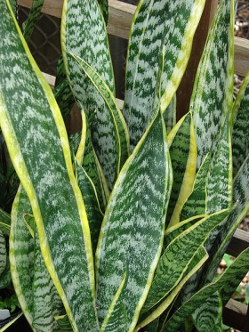 Een sansevieria (vrouwentongen, Sansevieria trifasciata), een kamerplant (een variant met groene en gele kleuren, waarbij er ook varianten zijn met alleen groene kleuren).