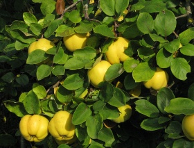 De bladeren en vruchten van een kweepeer (kwee, Cydonia oblonga).