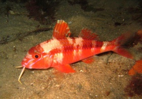 Een blauwgelijnde geitvis (Upeneichthys lineatus).