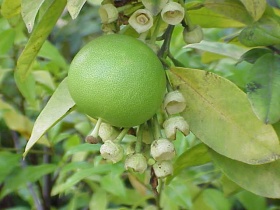 Vrucht en bladeren van de pompelmoes (Citrus maxima).