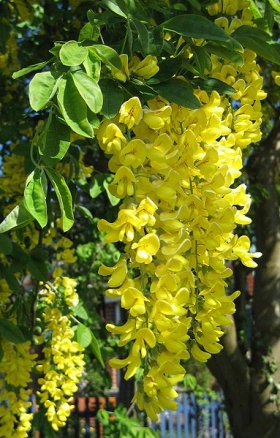 Bloemen van goudenregen (Laburnum anagyroides)