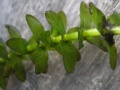 Miniatuur voor Bestand:Elodea canadensis.jpg