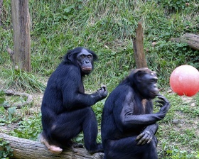 Mensaap (Bonobo)