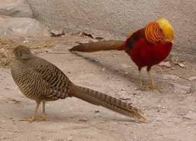 Een vrouwtjes- (links) en een mannetjes- goudfazant (Chrysolophus pictus).