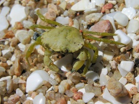 Een strandkrab (Carcinus maenas).