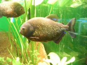 Piranha's in een aquarium.