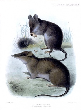 Een neusrat (Rhynchomys soricoides) en een andere soort (achterste).
