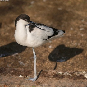 Gewone kluut (Recurvirostra avosetta)
