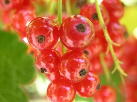 Rode bessen (aalbessen, Ribes rubrum).