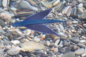 Een zwaluwvis (Exocoetus volitans).