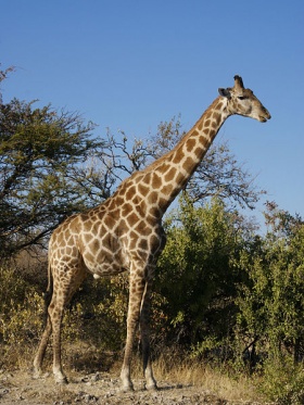 Een giraffe (Giraffa camelopardalis).